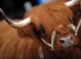 Strapping sheep shearers plus food and drink! It’s the Royal Highland Show