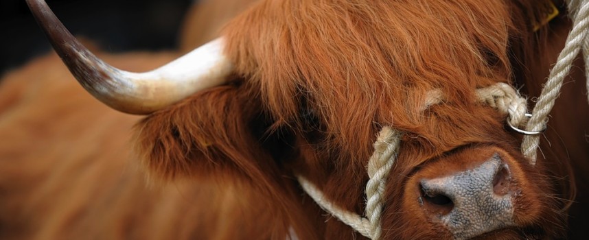 Strapping sheep shearers plus food and drink! It’s the Royal Highland Show