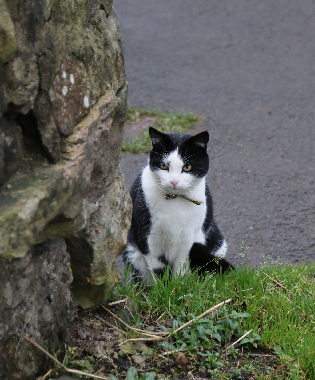 Bankhead Farm Shop, Crombie, near Dunfermline, Fife Avocado Sweet
