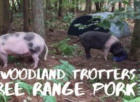 Sizzling prize to be won: Woodland Trotters