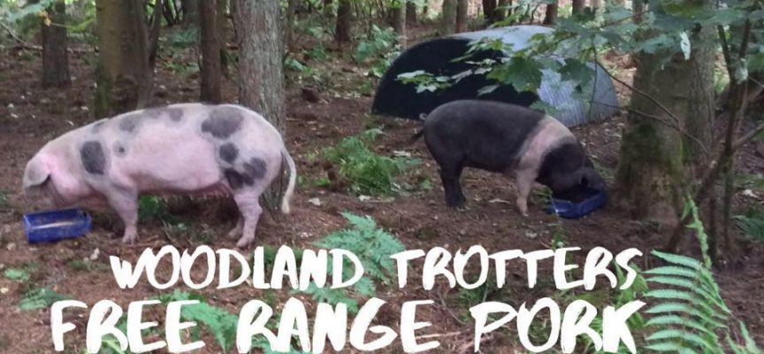 Sizzling prize to be won: Woodland Trotters