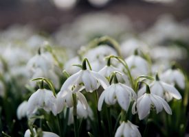 Valleyfield Snowdrops: free guided walks