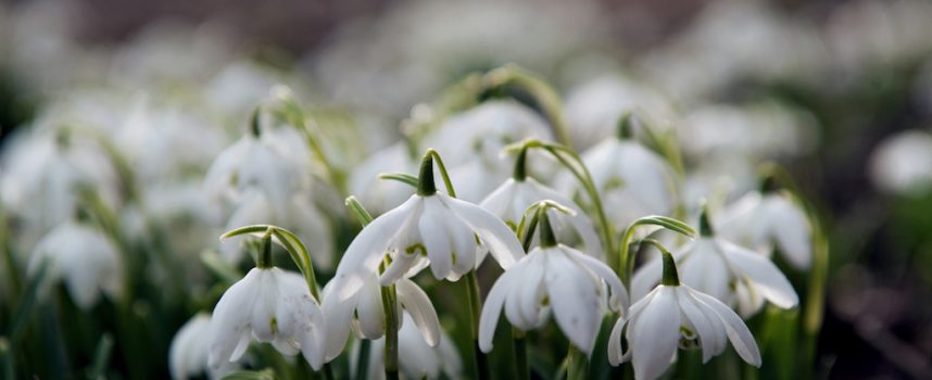 Valleyfield Snowdrops: free guided walks