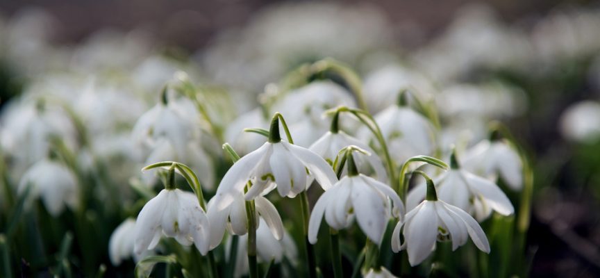 Valleyfield Snowdrops: free guided walks