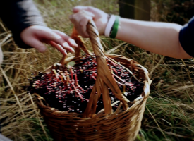 Aelder, a new Scottish liqueur made from elderberries